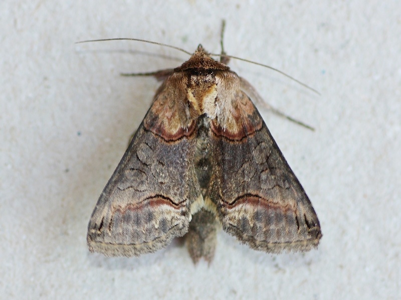 Abrostola triplasia